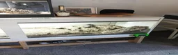 Monitor reptiles for sale: Monty looking for a new home  - Advert 3