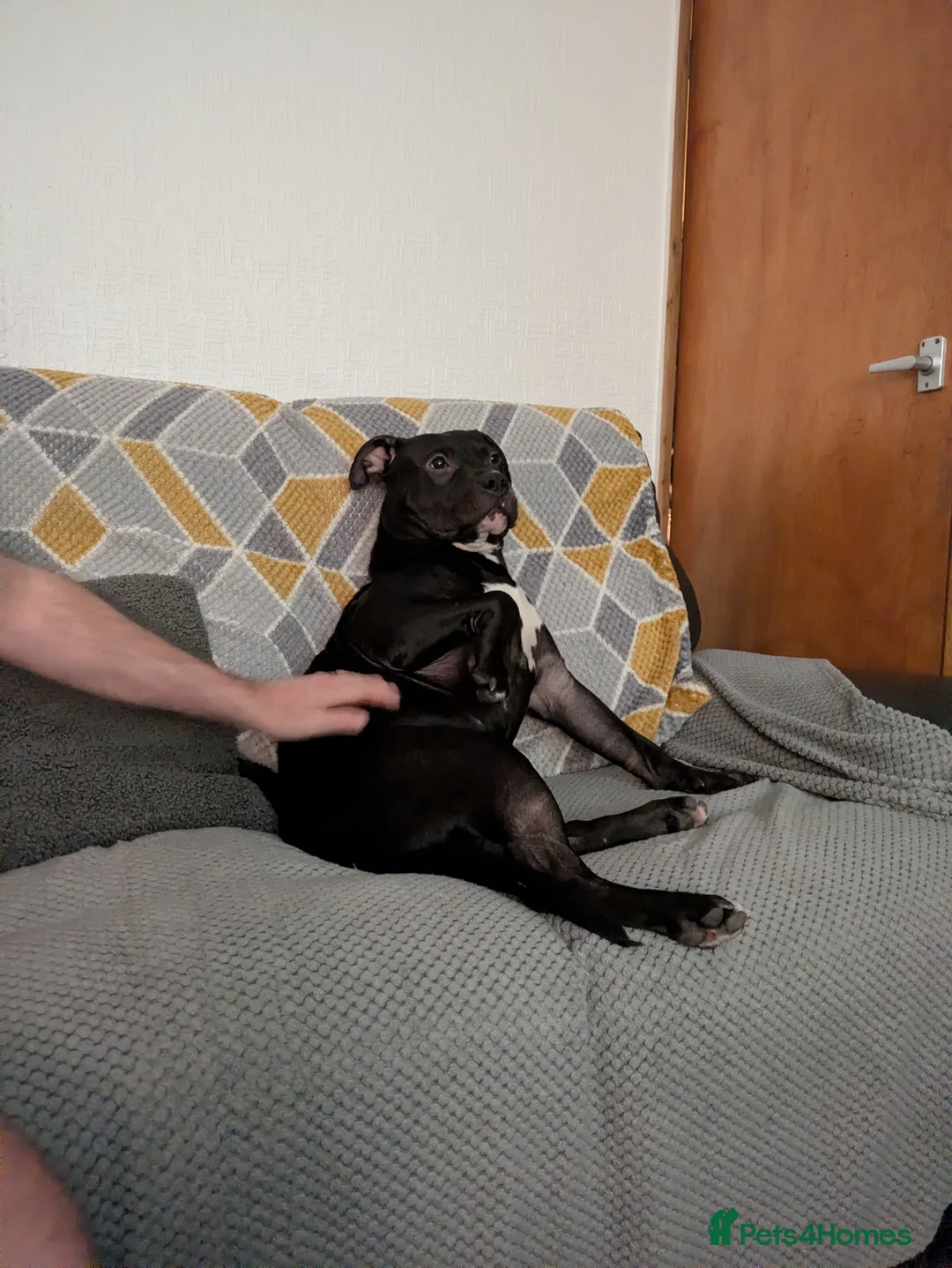 Mixed Breed dogs for sale: Male dog needs no other dogs  - Advert 1