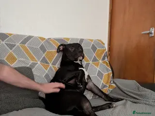 Mixed Breed dogs Male dog needs no other dogs - Advert 12