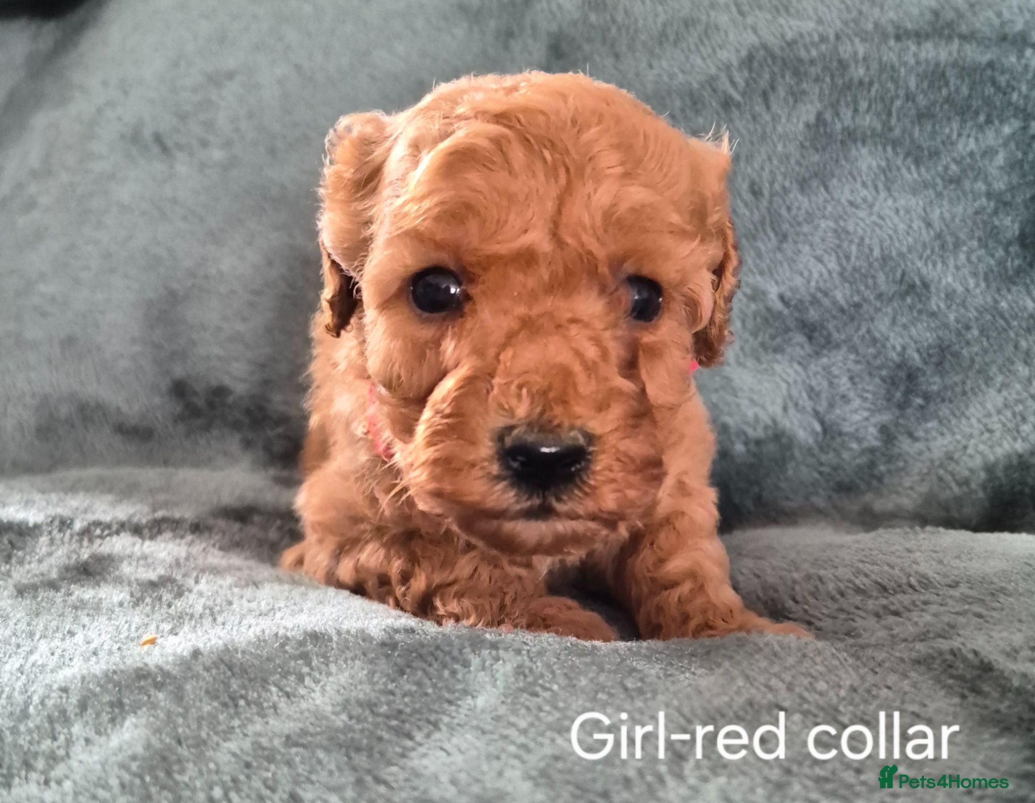 Mini Goldendoodle dogs Miniature Goldendoodle pups - Advert 1