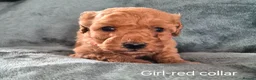 Mini Goldendoodle dogs for sale: Miniature Goldendoodle pups - Advert 1