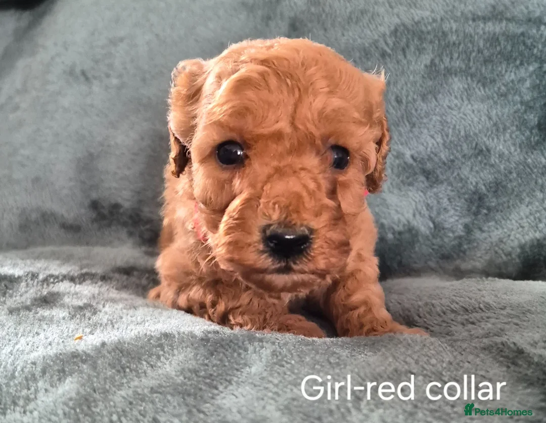 Mini Goldendoodle dogs for sale: Miniature Goldendoodle pups - Advert 1