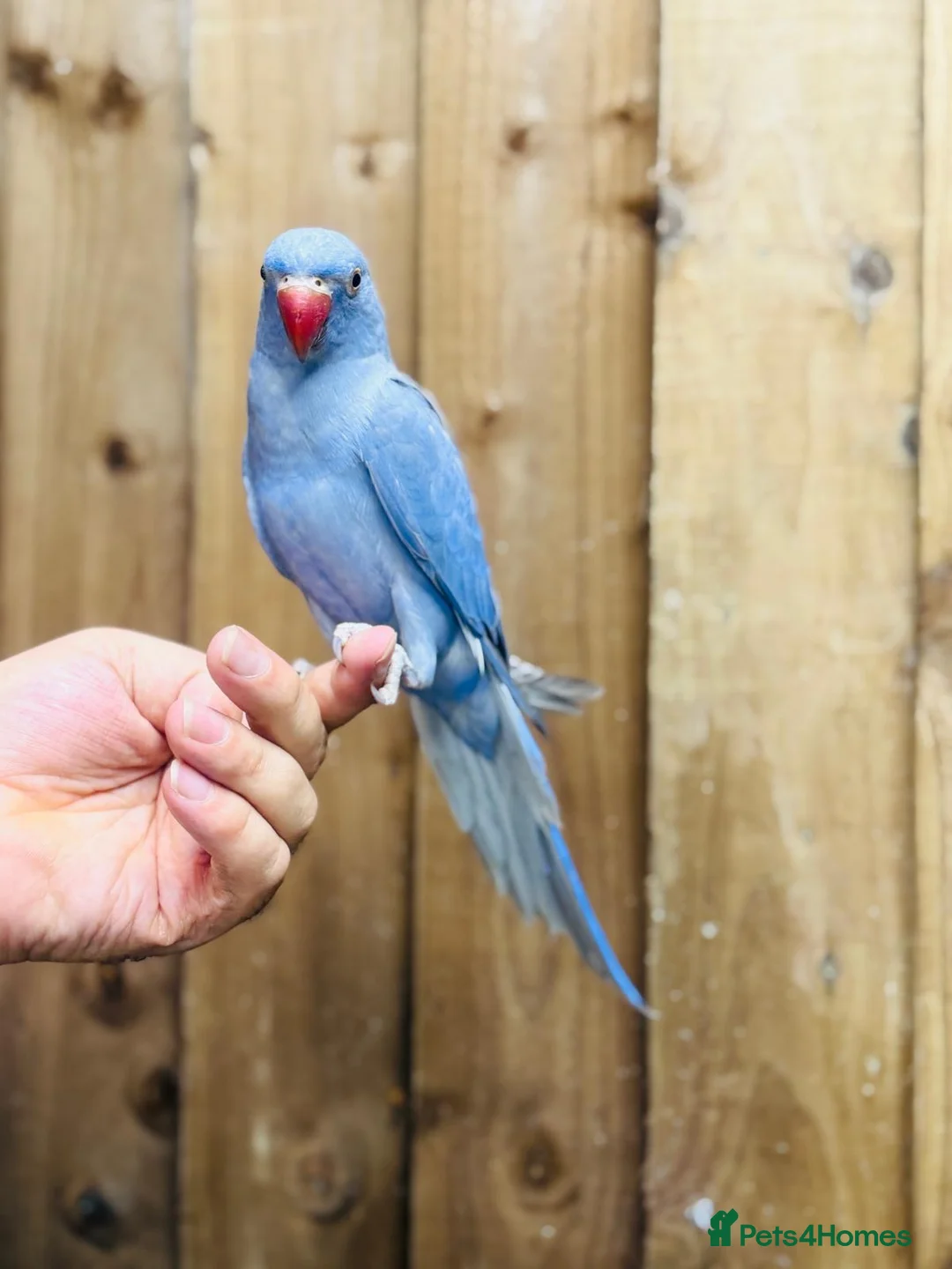 Ringnecks birds for sale: Indian ringneck  - Advert 2
