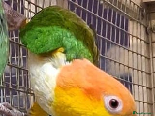 Parrots birds Stunning Parakeets/PARROTS - Advert 3