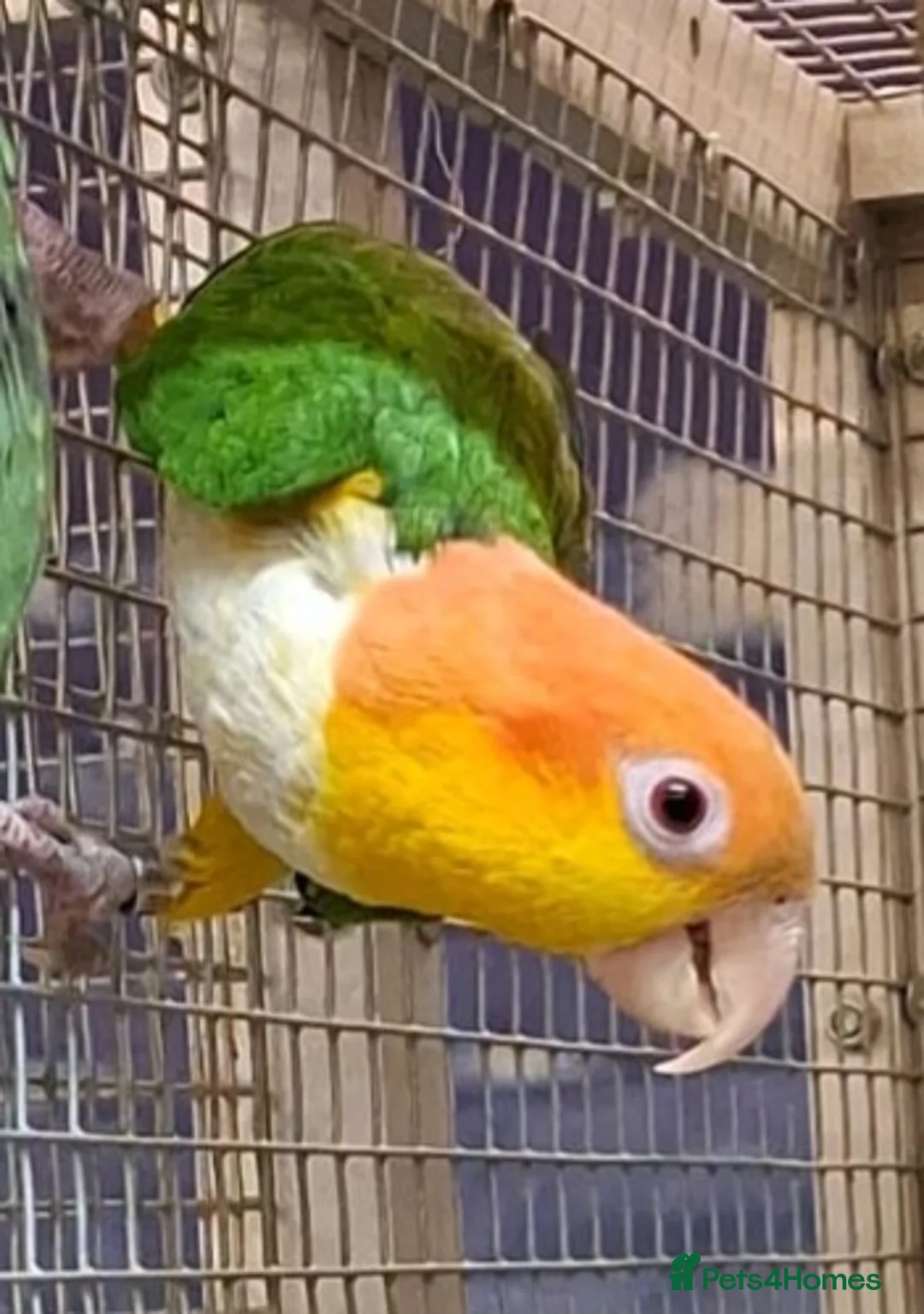 Parrots birds for sale: Stunning Parakeets/PARROTS/Macaws - Advert 2