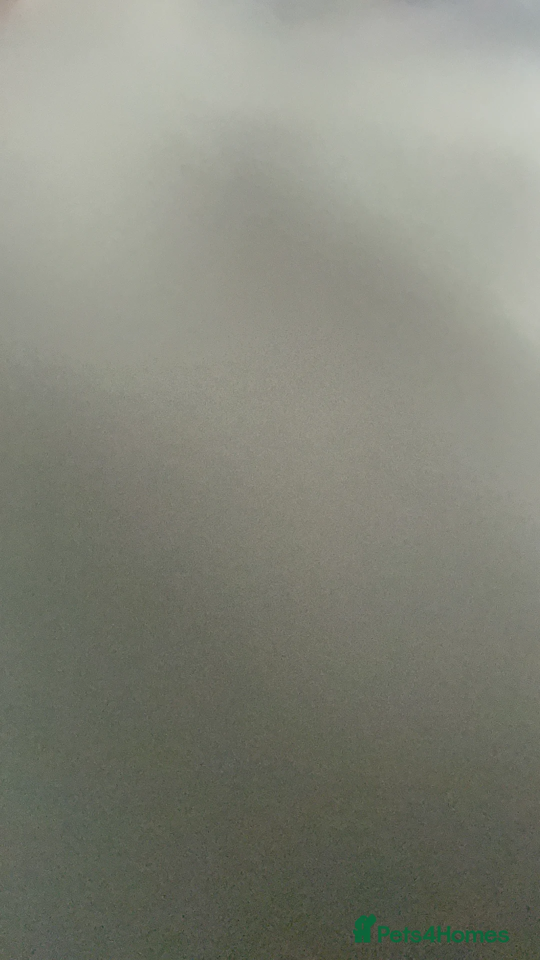 Mixed Breed dogs for sale: American bully  - Advert 2