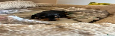 Miniature Dachshund Puppy 1