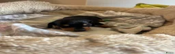 Miniature Dachshund dogs for sale: Miniature dachshund puppies in Chard - Advert 16