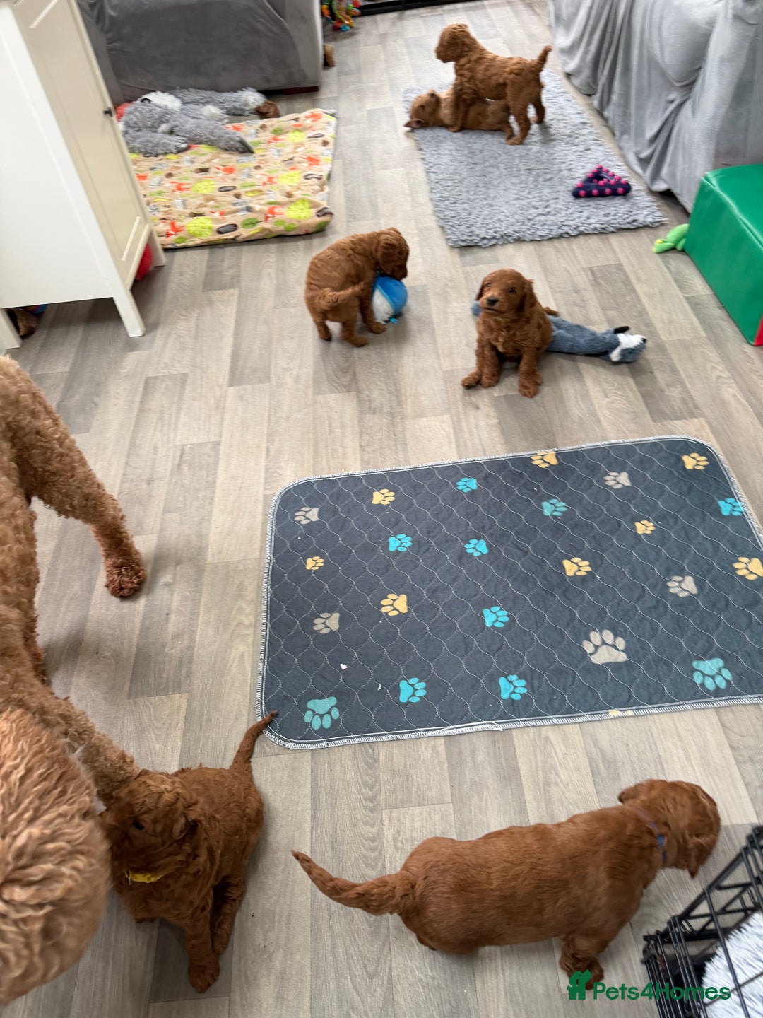 Australian Labradoodle dogs for sale: Australian Labradoodle Puppies  - Advert 7