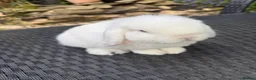 Mini Lop rabbits for sale: Baby mini lops available to reserve  - Advert 4
