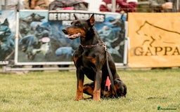 Dobermann dogs for sale: Top quality doberman  - Advert 2
