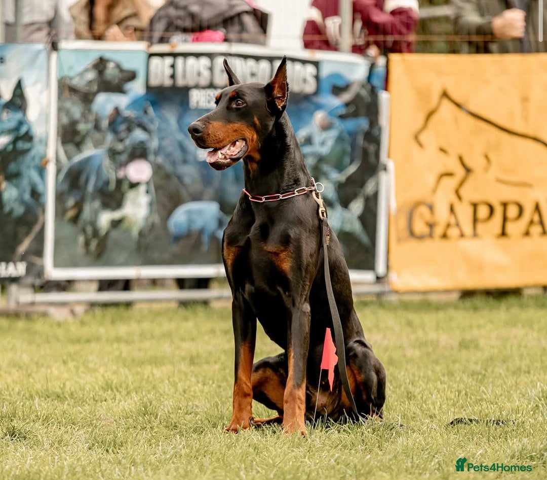 Dobermann dogs for sale: Top quality doberman  - Advert 2