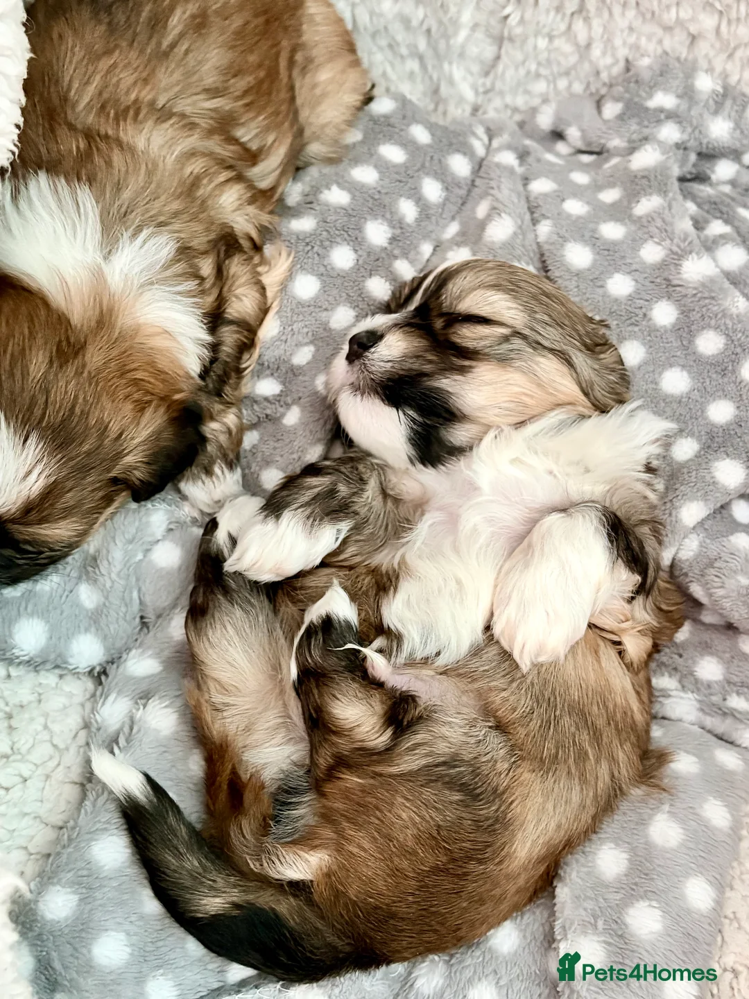 Havanese dogs for sale: Gorgeous Havanese Puppies  - Advert 7