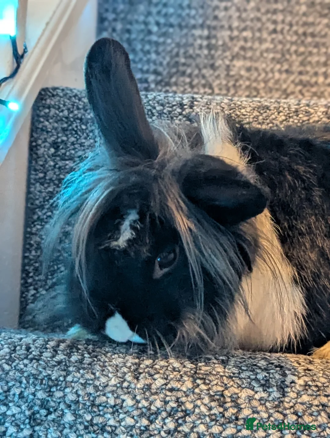 Lionhead rabbits for sale: Rabbit  - Advert 4