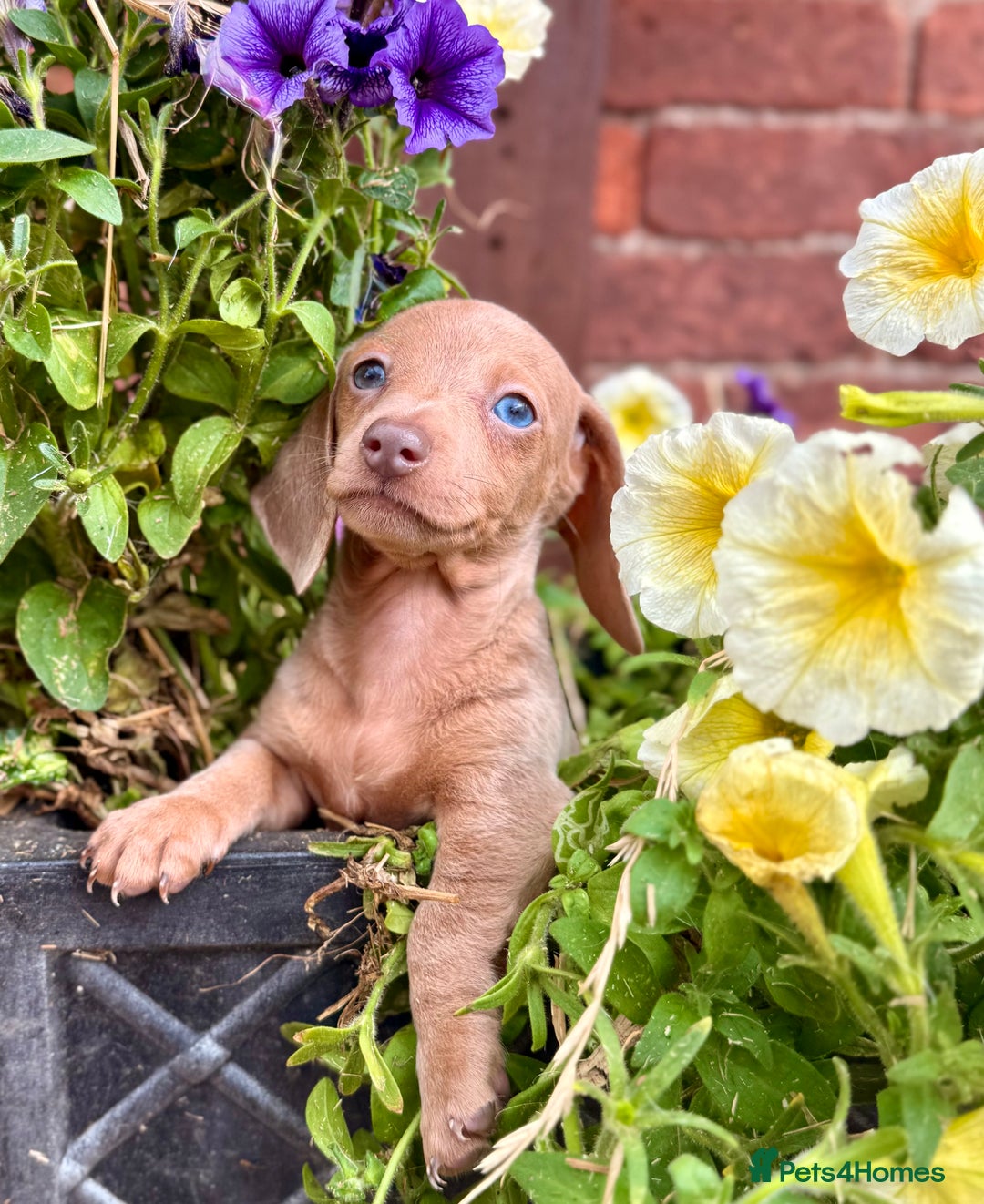 Miniature Dachshund dogs for sale: READY TO LEAVE Rainbow KC Reg Miniature Dachshunds - Image 19