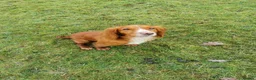 Cocker Spaniel dogs for sale: Working Cocker Spaniel Puppies - Advert 2