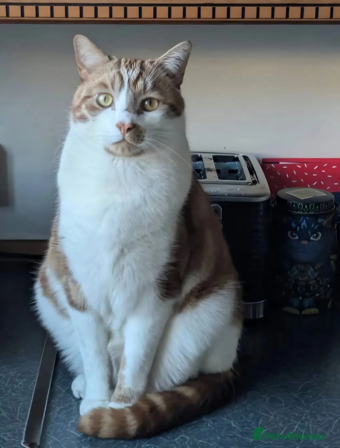 Domestic Shorthair cats for sale: Gizmo - Advert 6