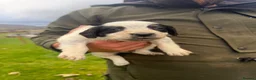 Mixed Breed dogs for sale: Collie X cocker puppies - Advert 16