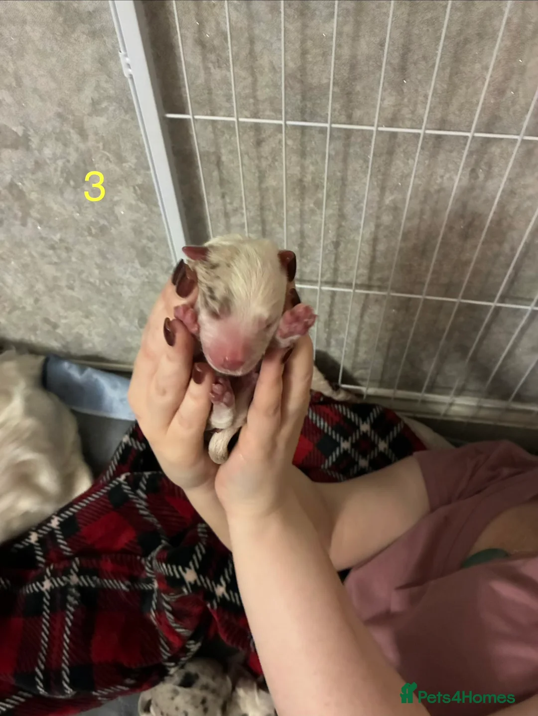 Border Collie dogs for sale: Border Collies - mixture of colours - Advert 10