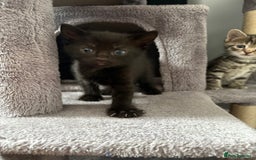 Domestic Shorthair cats for sale: kittens for sale ‼️❗️‼️❗️ - Image 7