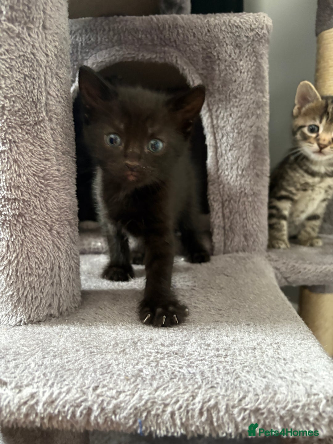 Domestic Shorthair cats for sale: kittens for sale ‼️❗️‼️❗️ - Image 7