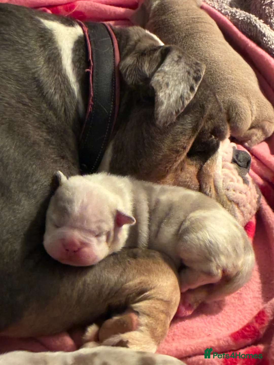Olde English Bulldogge dogs for sale: 2 girl old English bulldog puppies - Advert 6