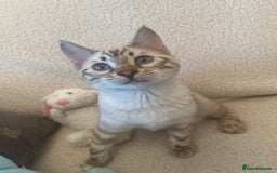 Bengal cats for sale: OUTSTANDING TICA reg BENGAL KITTENS - Advert 11