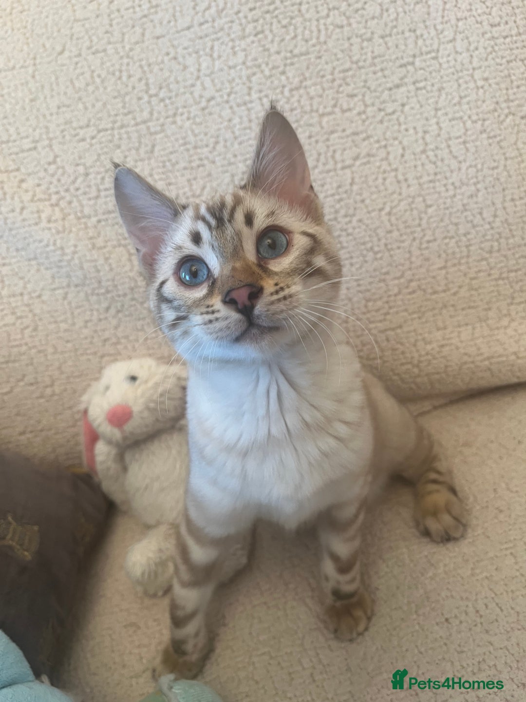 Bengal cats for sale: OUTSTANDING TICA reg BENGAL KITTENS - Advert 11