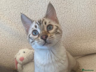 Bengal cats OUTSTANDING TICA reg BENGAL KITTENS - Advert 2