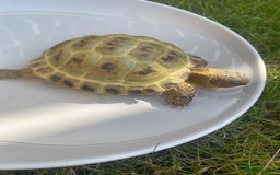 Tortoise reptiles for sale: Horse field  - Image 5