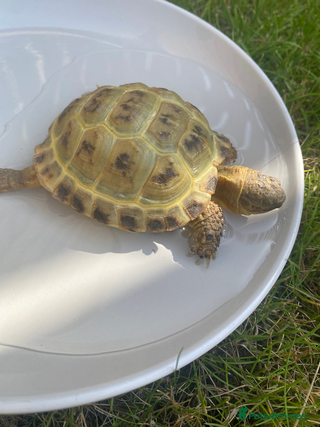 Tortoise reptiles for sale: Horse field  - Image 5