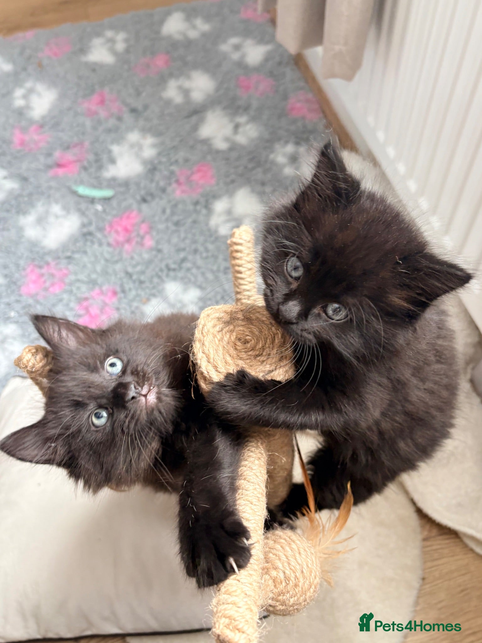 Mixed Breed cats 2 long hair gorgeous 14 week old kittens  - Advert 2