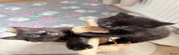 Mixed Breed cats for sale: 2 long hair gorgeous 14 week old kittens  - Advert 1
