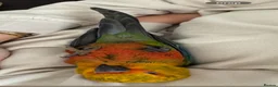 Conures birds for sale: Hand Tame Jenday Conure, Hand Reared - Advert 9