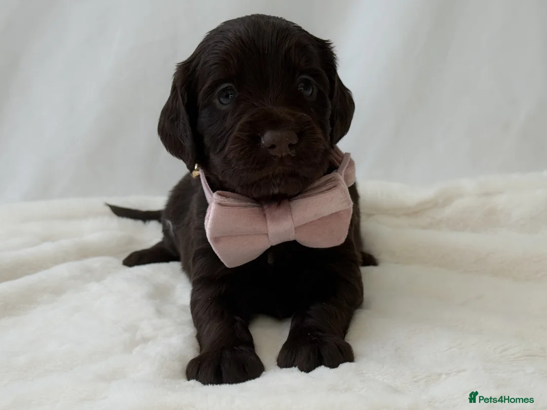 Cocker Spaniel dogs for sale: KC Working Cocker Spaniel Puppies - Health Tested  - Advert 8