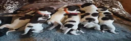 German Shorthaired Pointer dogs for sale: Matilda - Advert 7