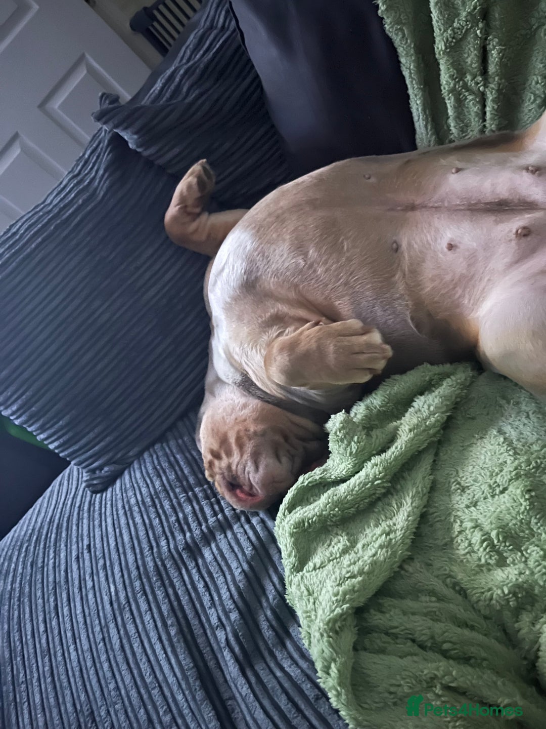 English Bulldog dogs for sale: Bonnie 3 year old British bulldog  - Advert 6