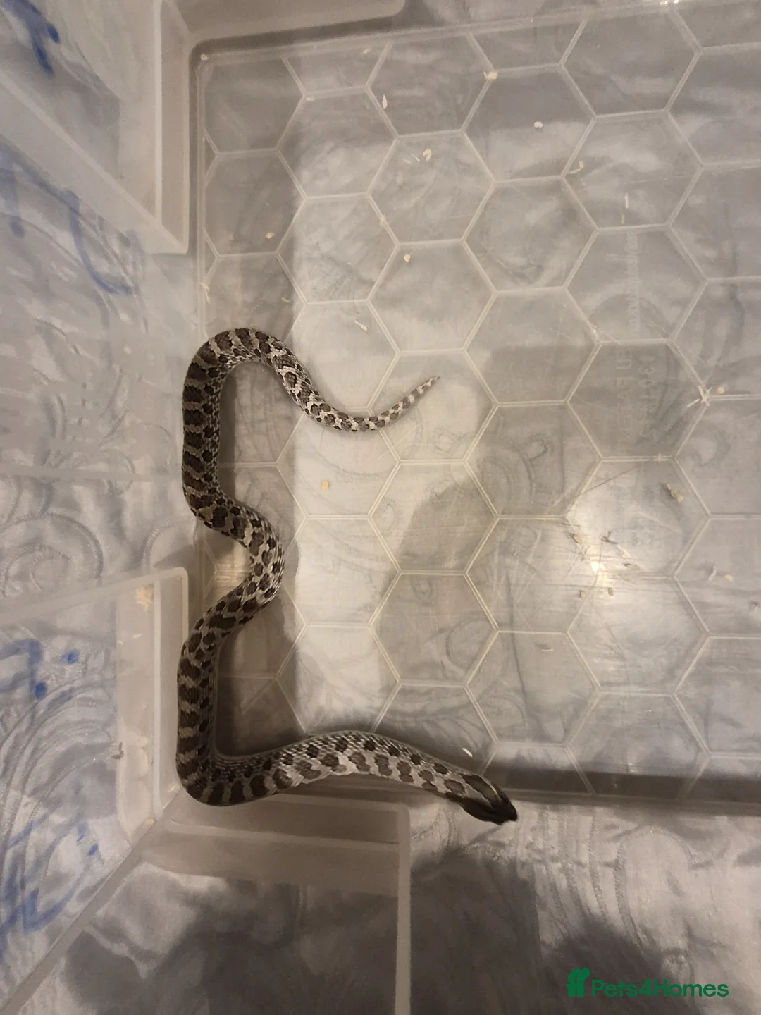 Snake reptiles for sale: Female axanthic hognose snake - Advert 5