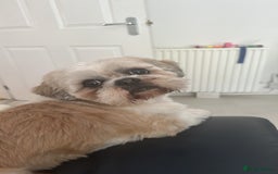 Shih Tzu dogs for sale: ******: Oreo, Smart & Independent - Image 5