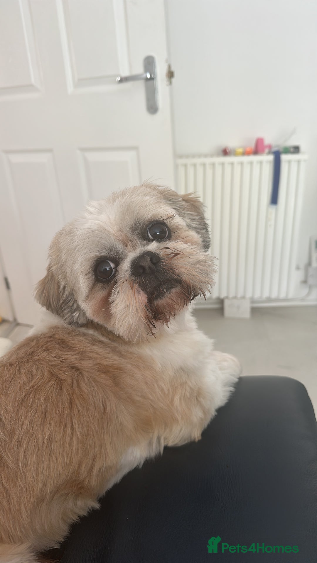 Shih Tzu dogs for sale: ******: Oreo, Smart & Independent - Image 5