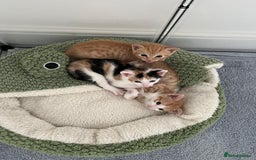 Mixed Breed cats for sale: Kittens for sale  - Image 3
