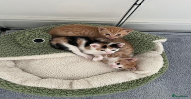 Mixed Breed cats - Advert 3