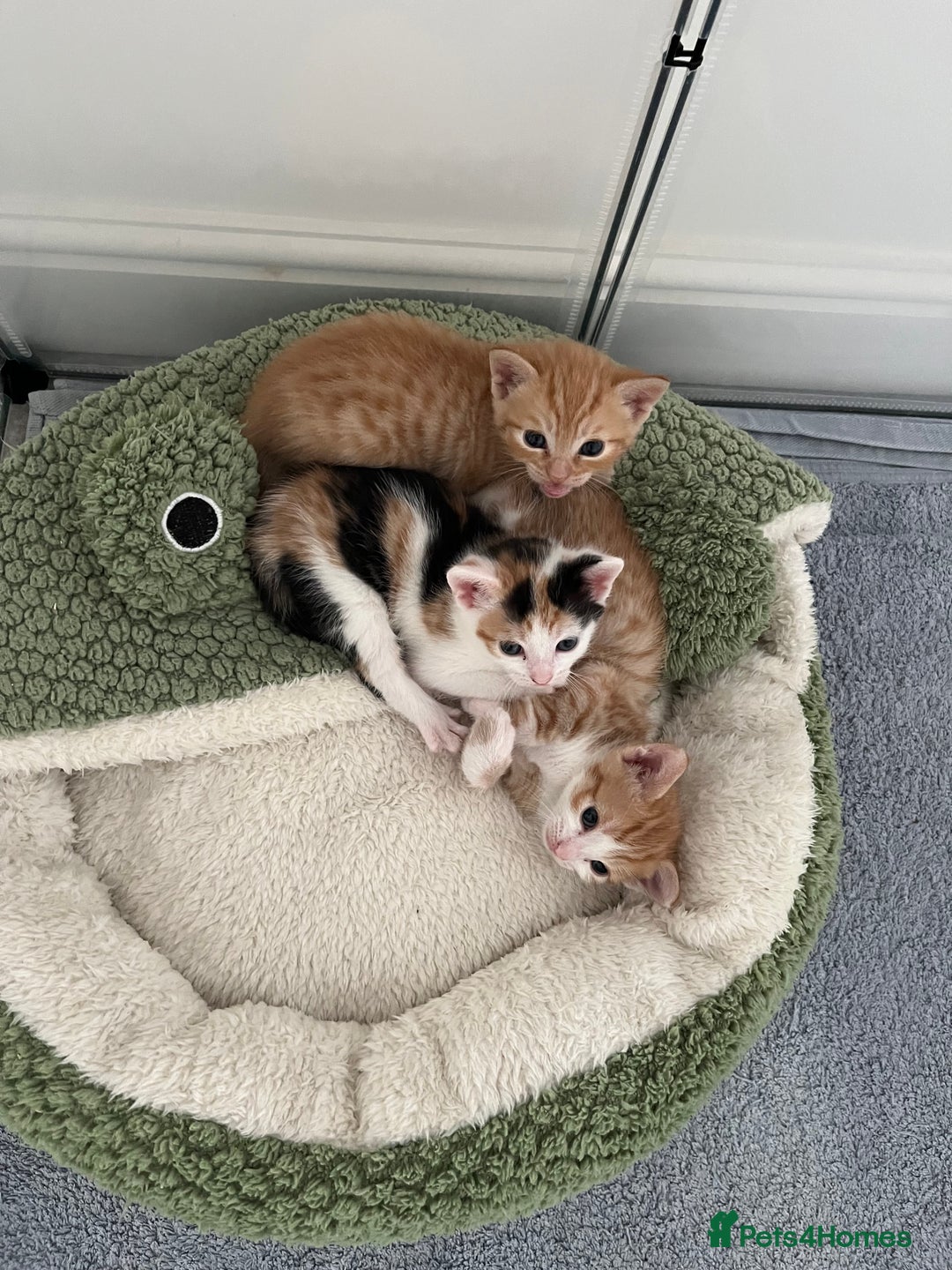 Mixed Breed cats for sale: Kittens for sale  - Image 3