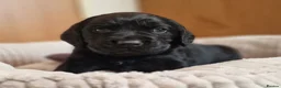 Springador dogs for sale: BEAUTIFUL SPRINGADOR PUPPIES - Advert 22