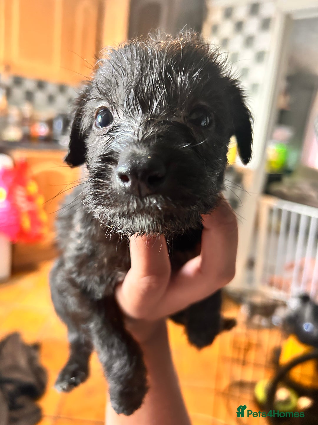 Mixed Breed dogs for sale: 10 Bedlington Whippet Puppies - 6 DOGS 4 BITCHES - Image 11