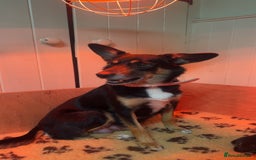 Mixed Breed dogs for sale: Australian Kelpie/Cocker Spaniel Puppies  - Advert 6