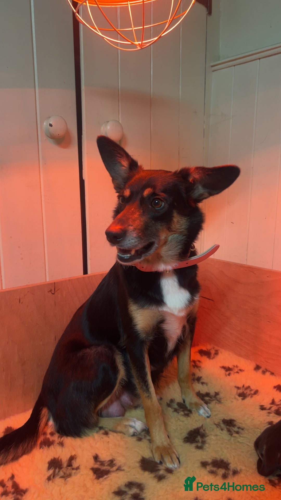 Mixed Breed dogs for sale: Australian Kelpie/Cocker Spaniel Puppies  - Advert 6