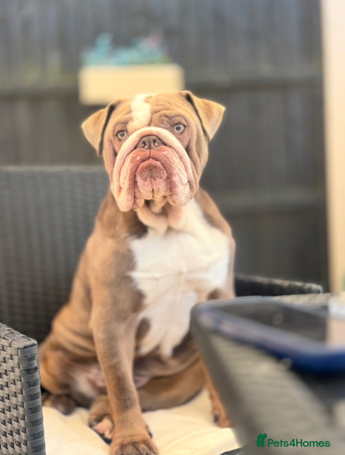 English Bulldog dogs Bruno  - Advert 1