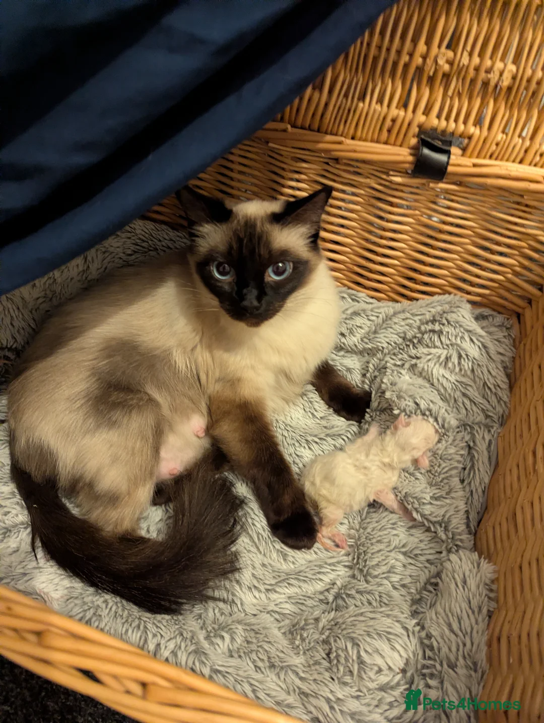 Ragdoll cats for sale: Solo the singleton 😻 - Advert 2