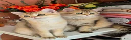 British Longhair cats for sale: British Longhair/Shorthair black golden shaded  - Advert 20